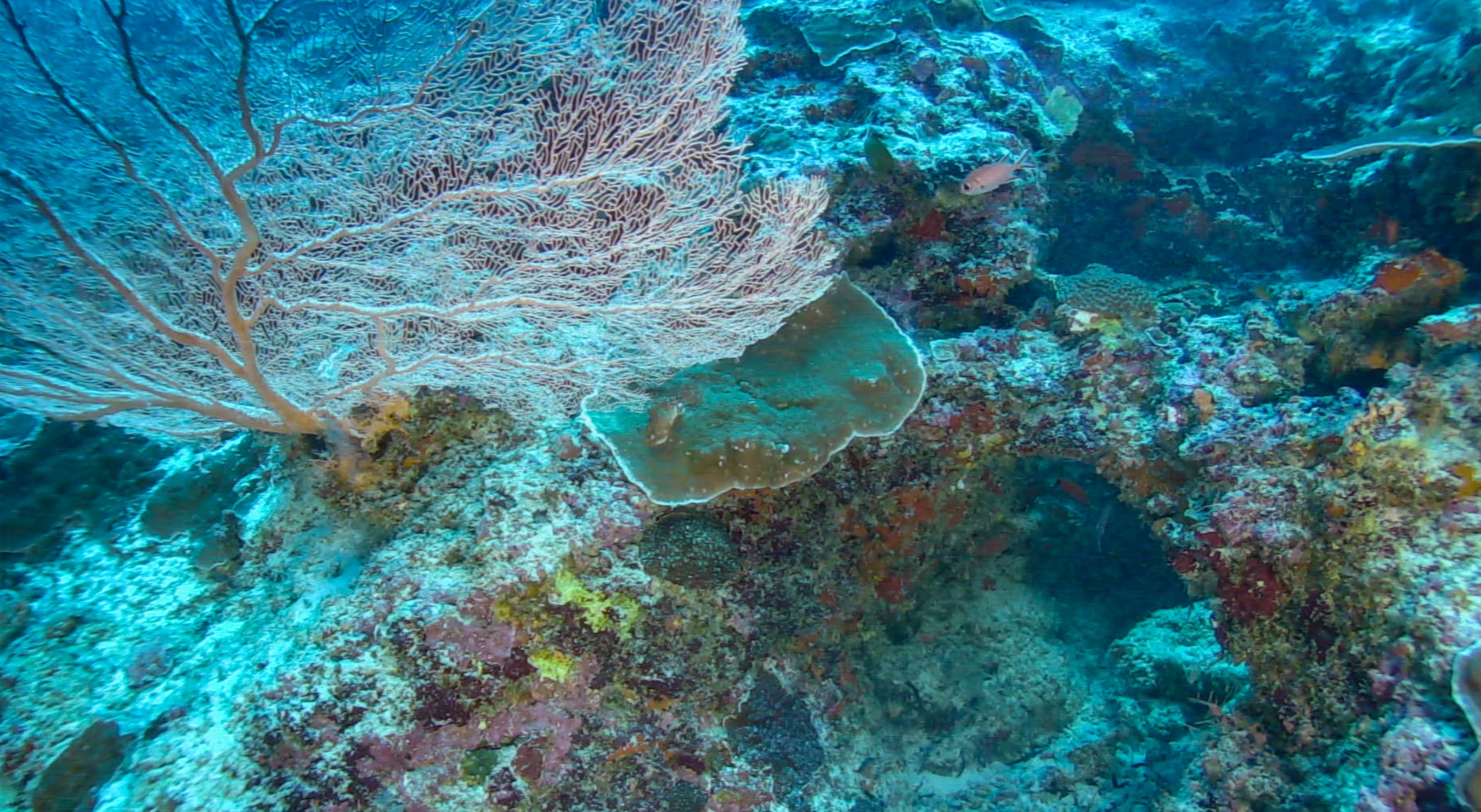 New study highlights urgent need to safeguard deep reefs one of the